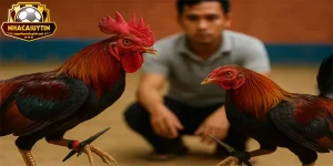 Cách Chọn Gà Đá Cựa Sắt Hay Từ Sư Kê Kỳ Cựu