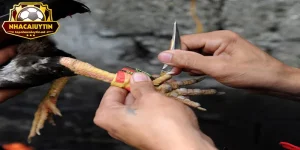 Đá Gà Cựa Dao - Cách Chọn Chiến Kê Và Quy Tắc Trận Đấu
