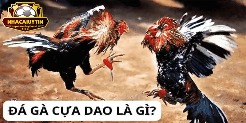 Tìm hiểu Đá gà cựa dao là gì?